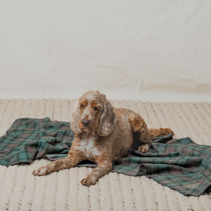 Pet Blanket | Hunter