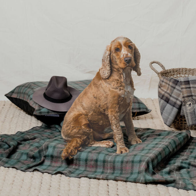 Pet Blanket | Hunter