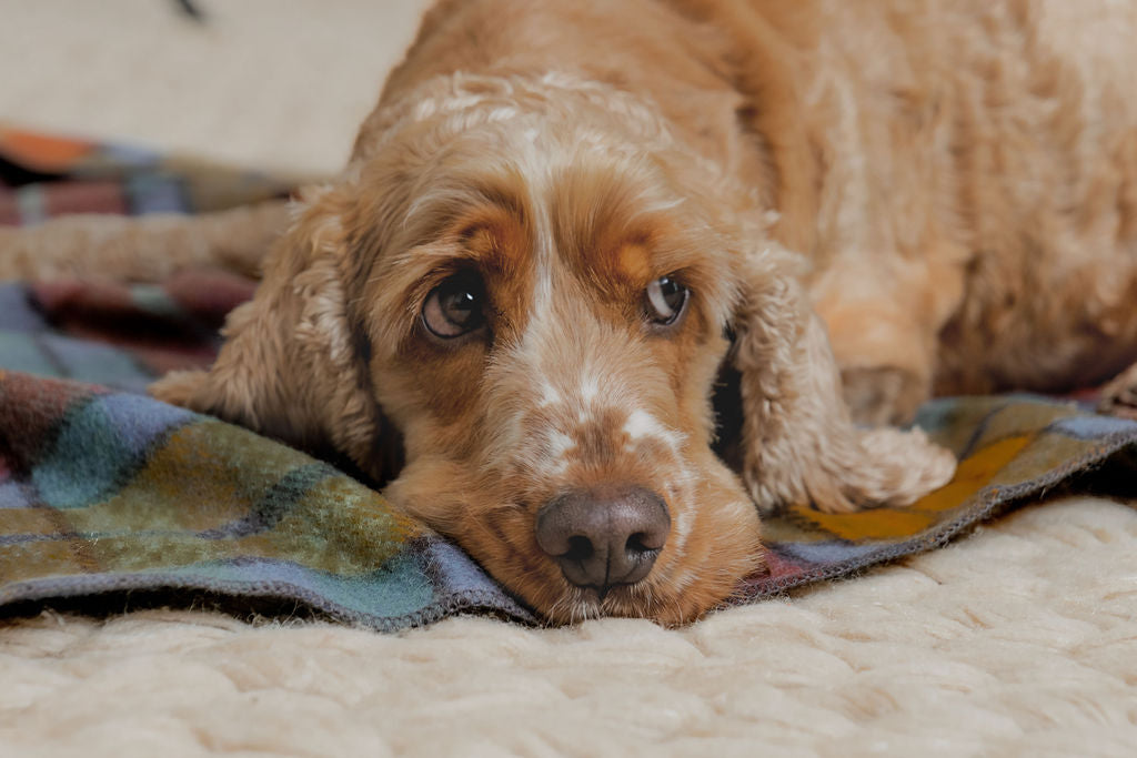 Introducing Our Newest Arrival: Designer Pet Blankets from Recycled Wool