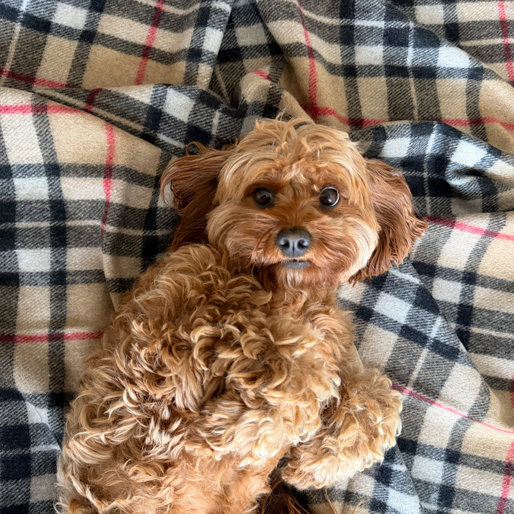 Pet Blanket | Camel